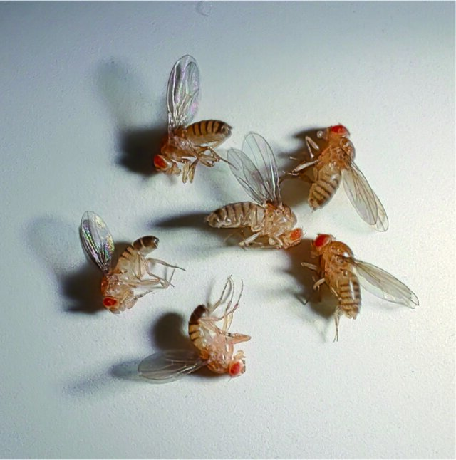 ショウジョウバエ