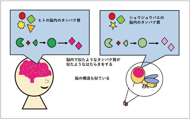 ショウジョウバエの脳のメカニズム