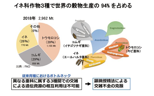イネ、コムギ、トウモロコシの系統関係