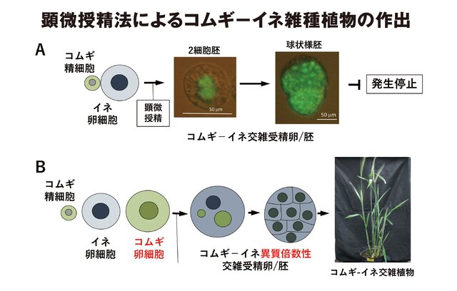 顕微授精法によるコムギ－イネ雑種植物の作出