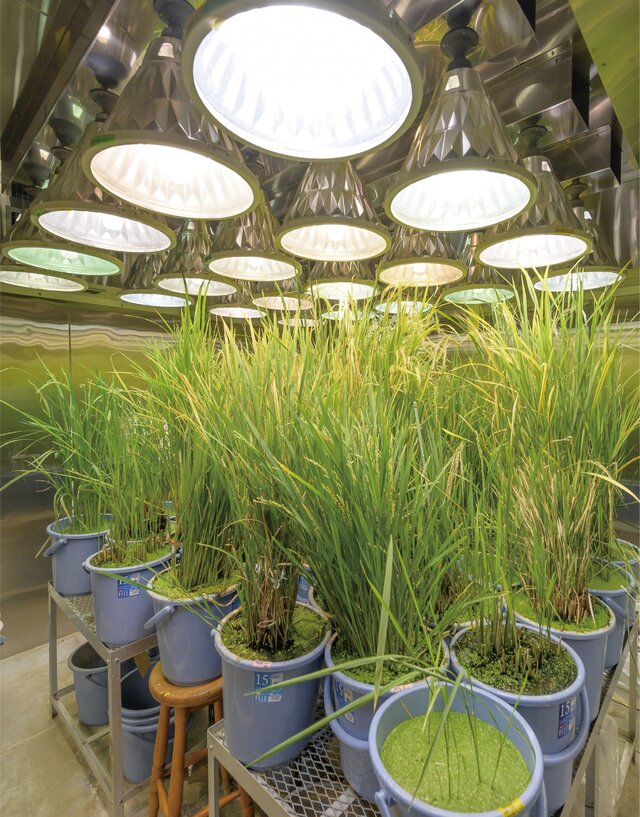 南大沢キャンパスの温室・実験圃場に設けられている人工気象室