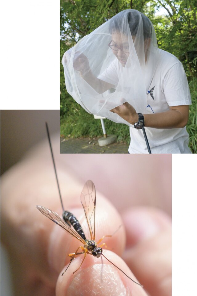 「オナガバチ」の一種