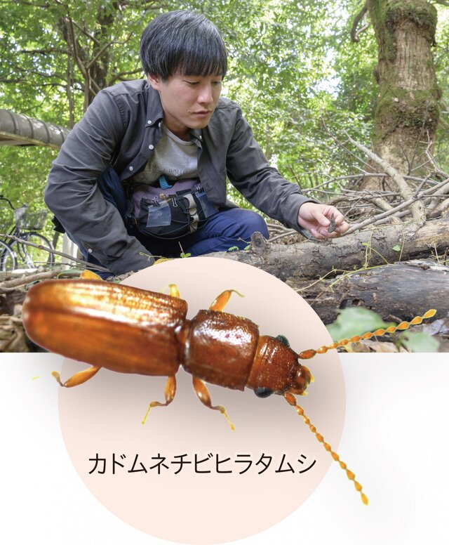 カドムネチビヒラタムシ