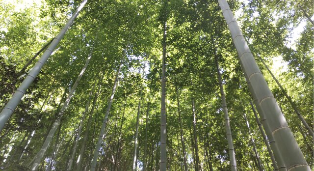 松木日向緑地の竹林たち