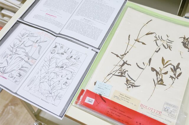 英語が使われている標本と、その標本が紹介されている論文