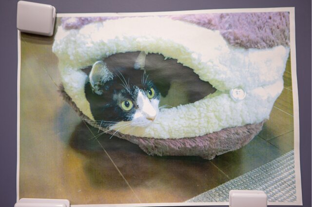 研究室に飾られている猫の写真