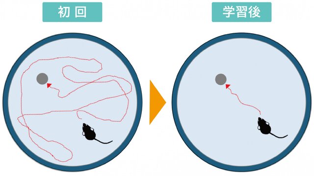 「モリス水迷路」の実験イメージ